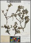 Foto von Salix alpina Scop.